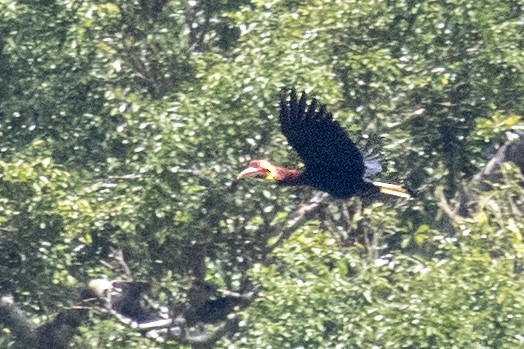 Writhe-billed Hornbill - ML212191751