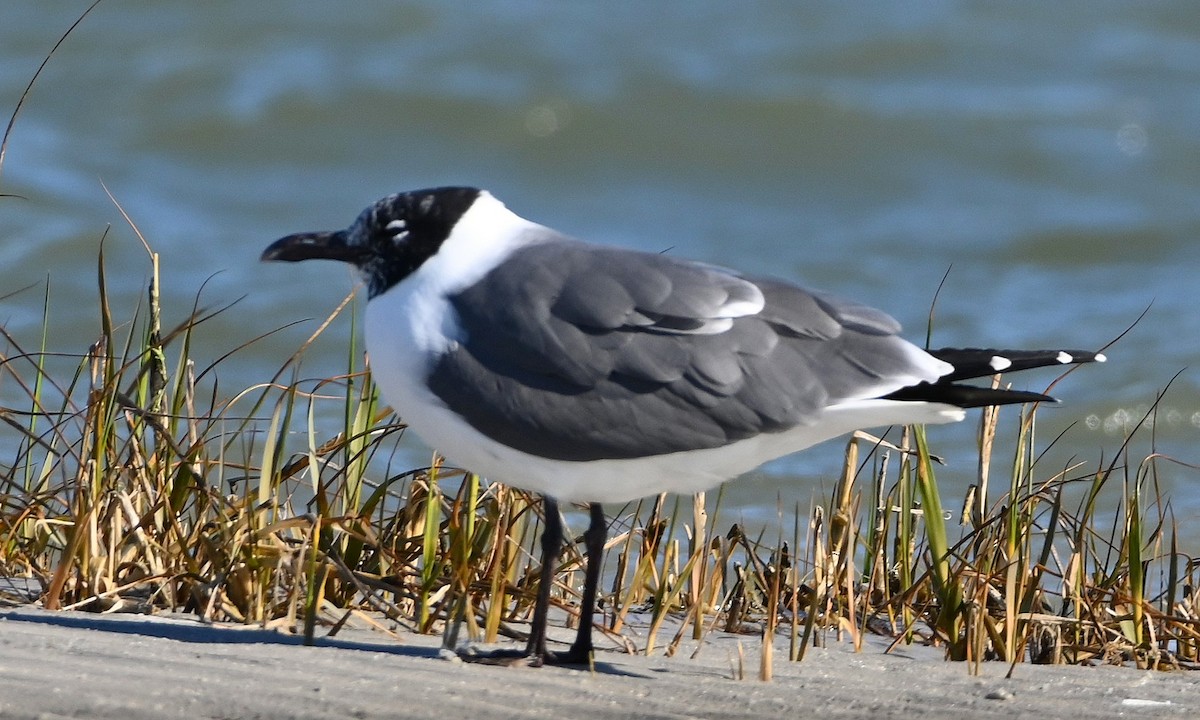 Laughing Gull - Ann Stinely