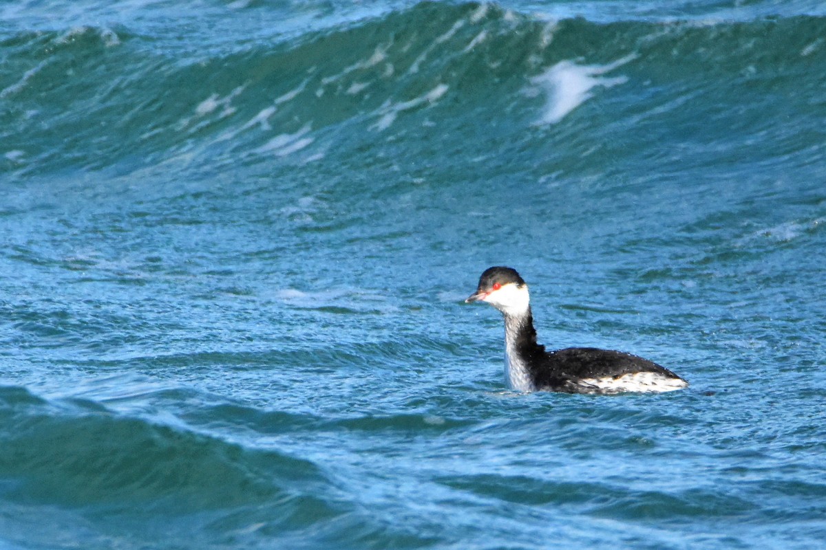 Horned Grebe - ML212193181