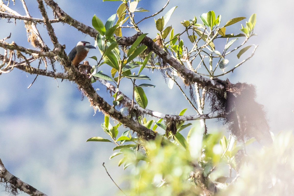 White-faced Nunbird - ML212193901