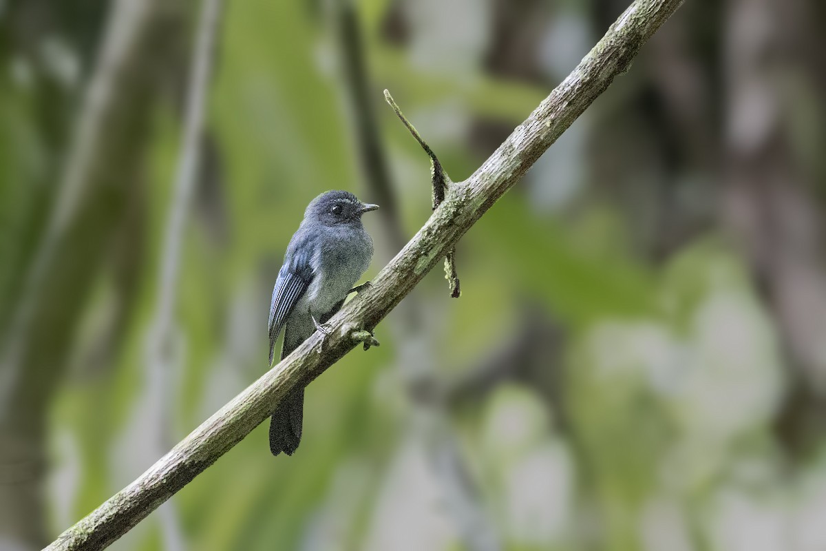 Visayan Blue-Fantail - Bradley Hacker 🦜