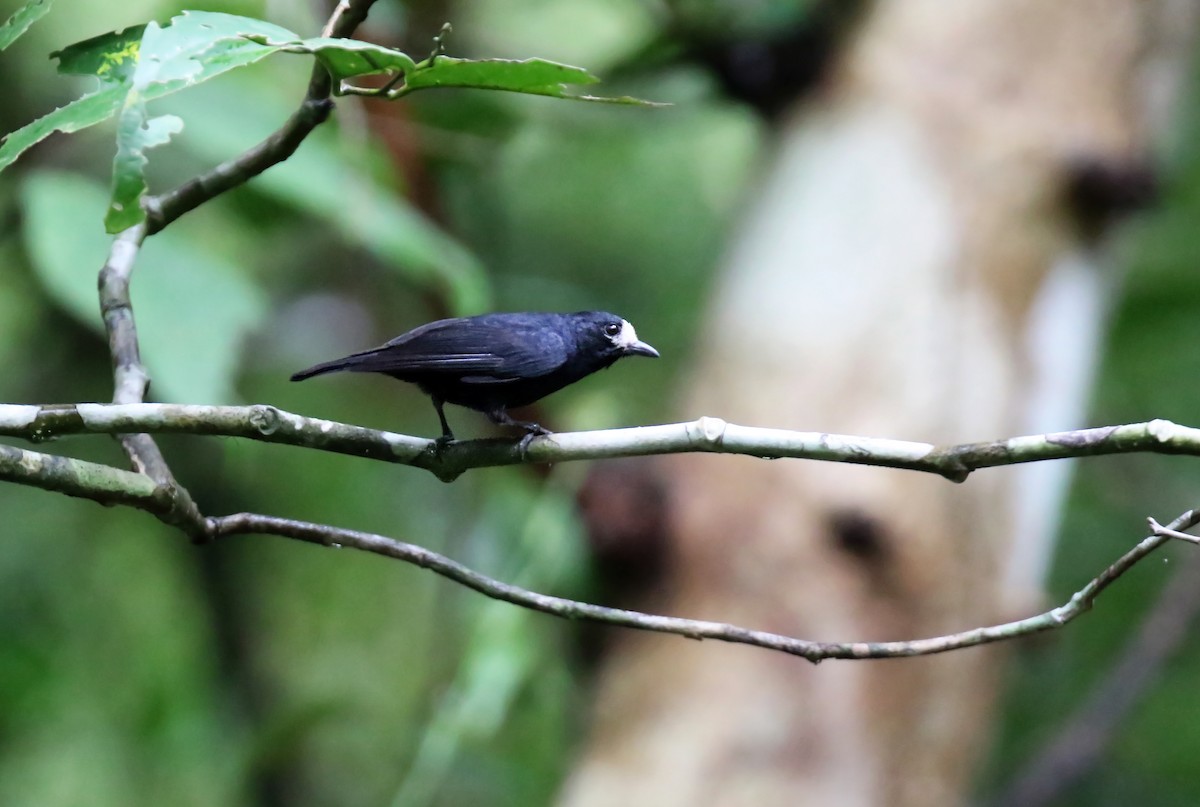 White-fronted Tit - Daniel López-Velasco | Ornis Birding Expeditions