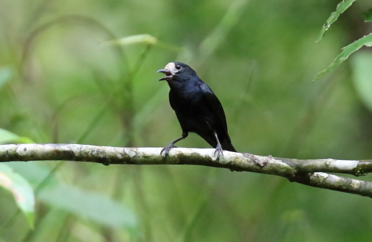 White-fronted Tit - ML212194601