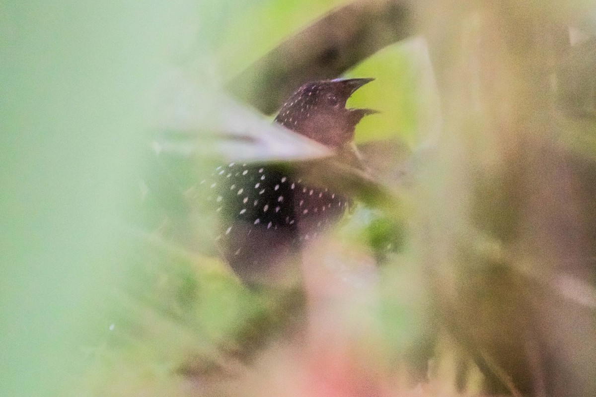 Ocellated Tapaculo - ML212194651