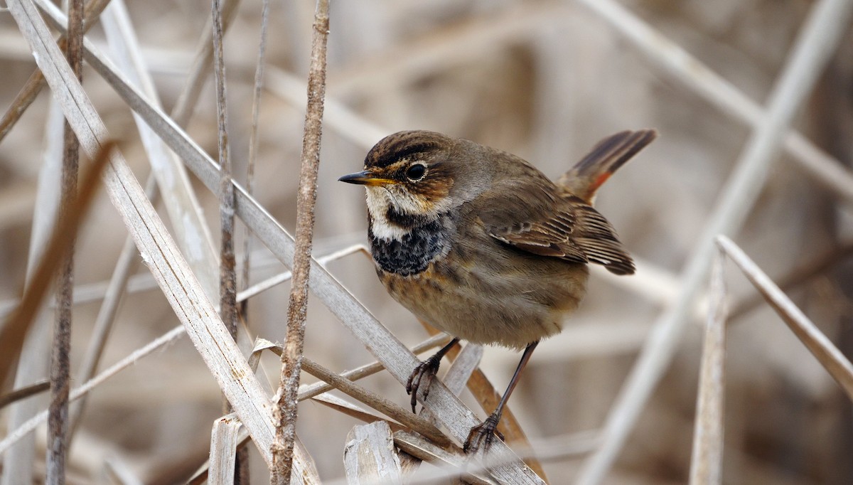 Bluethroat - Josep del Hoyo