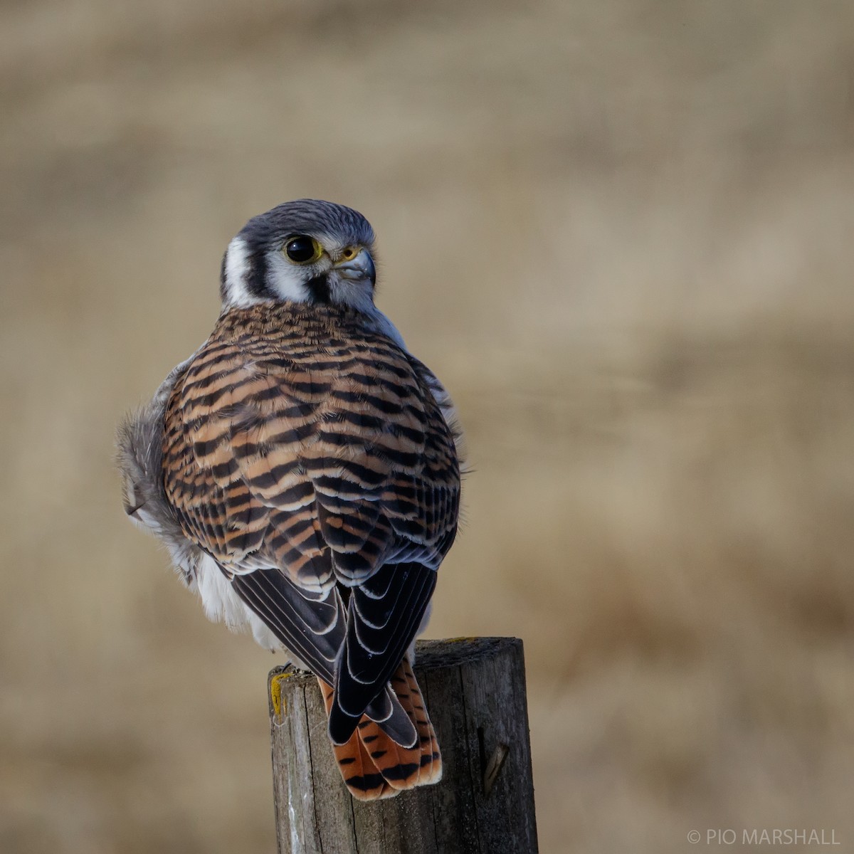 American Kestrel - ML212195681