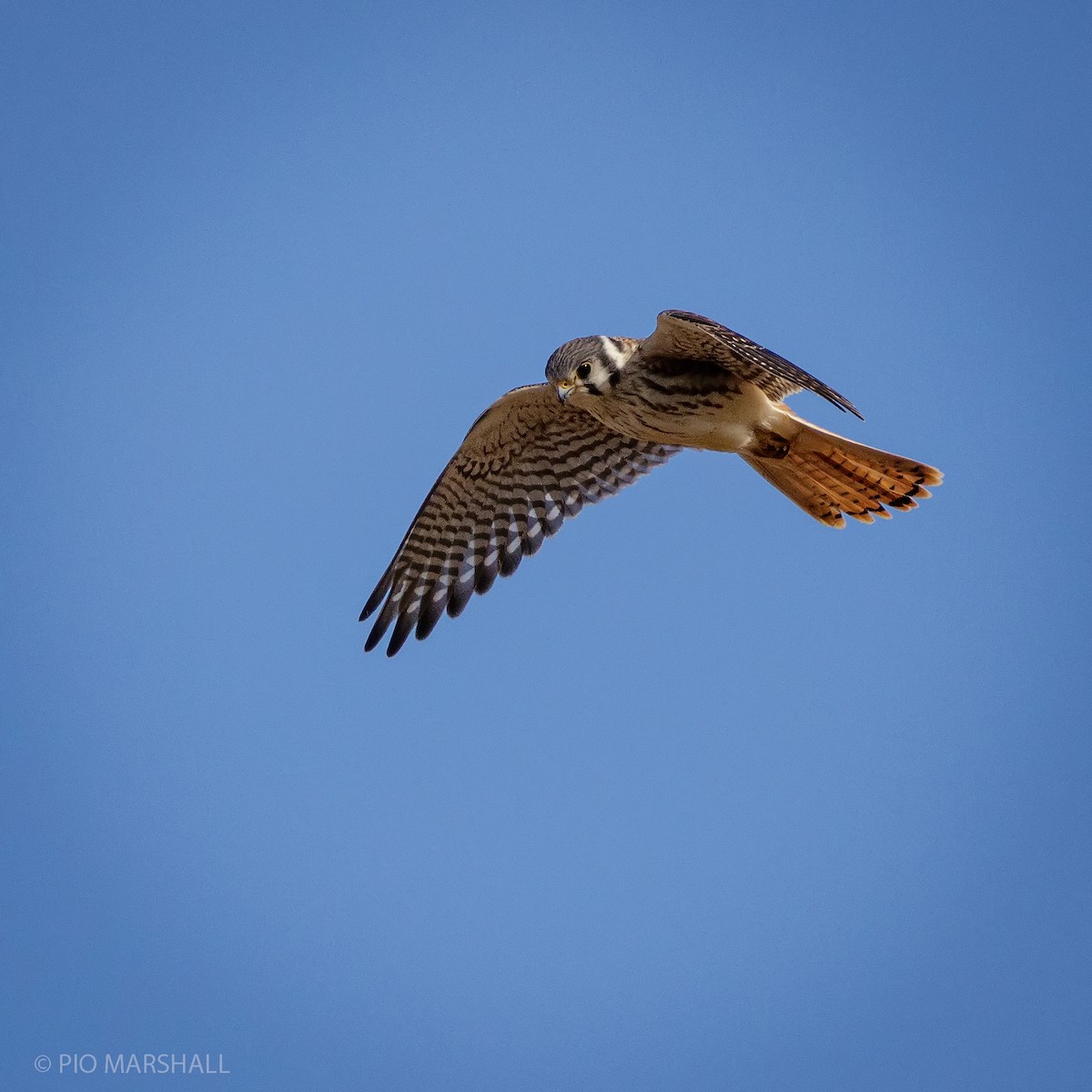 American Kestrel - ML212195691