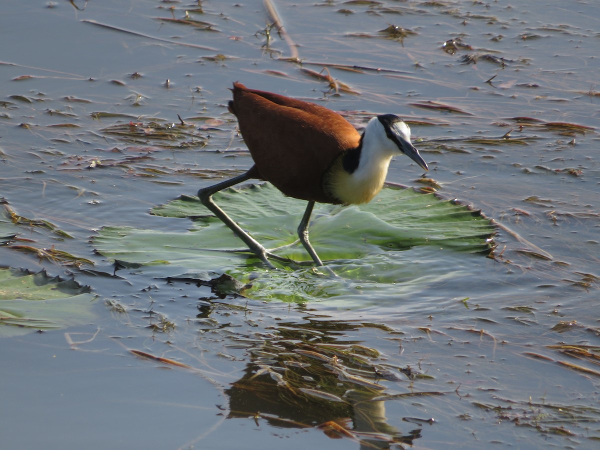 Jacana à poitrine dorée - ML212196331