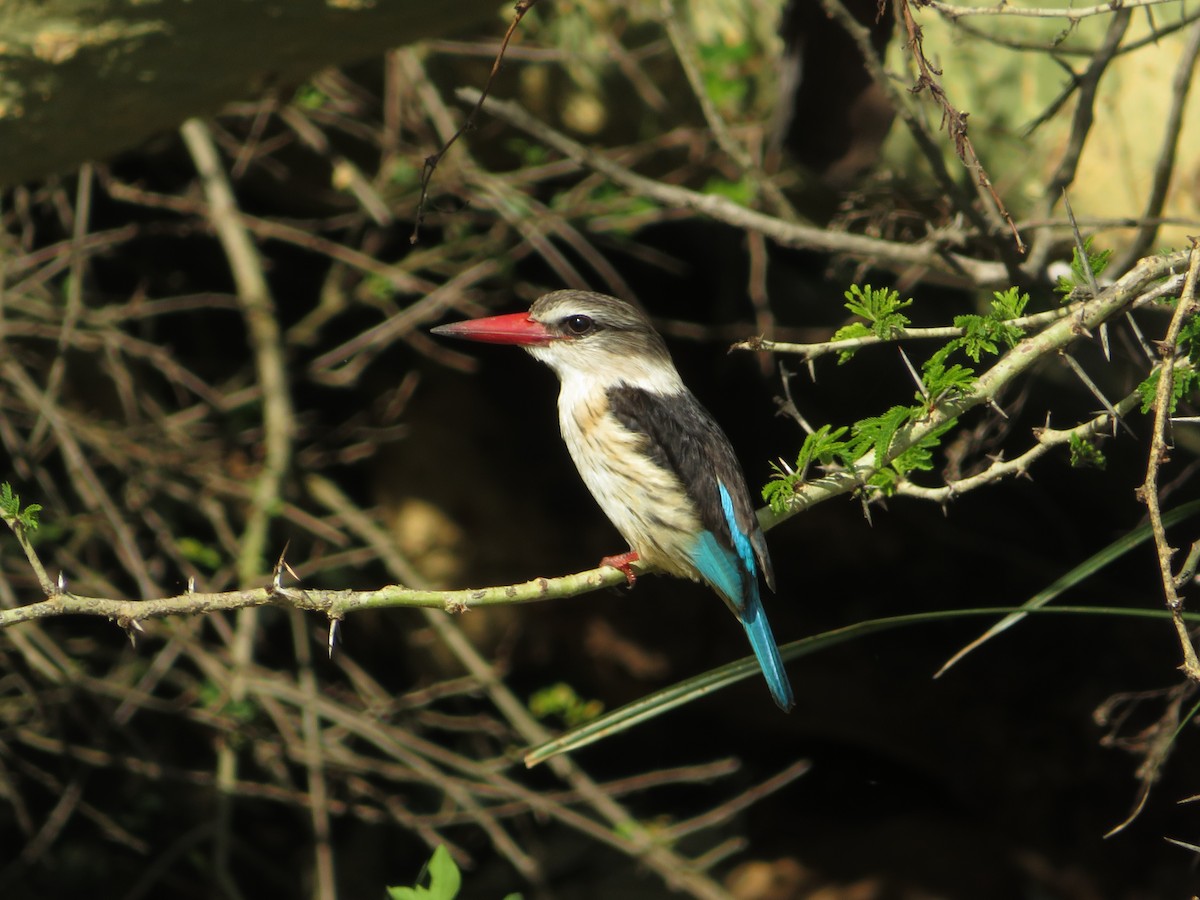 Brown-hooded Kingfisher - ML212196781