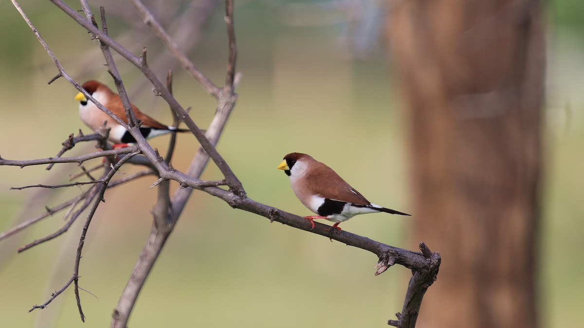 Masked Finch - ML212196831