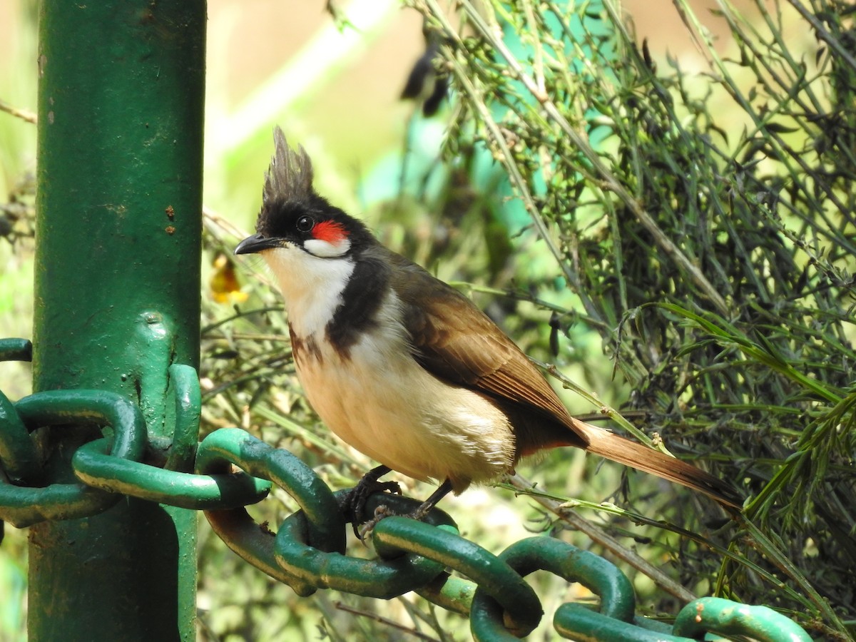 bulbul červenouchý - ML212197481