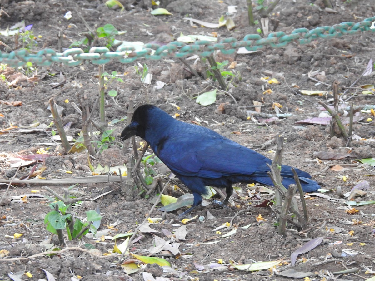 Large-billed Crow - ML212197501