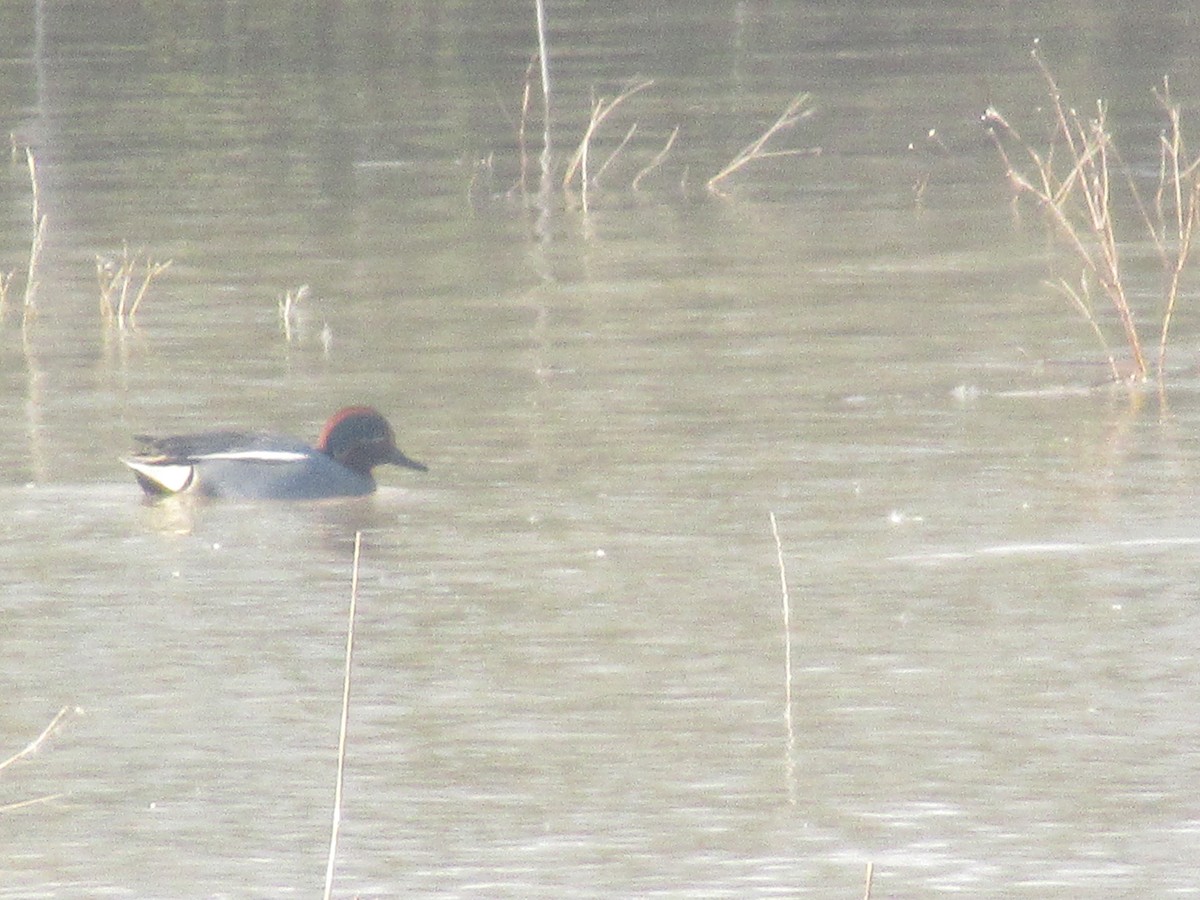 Green-winged Teal - ML212197751