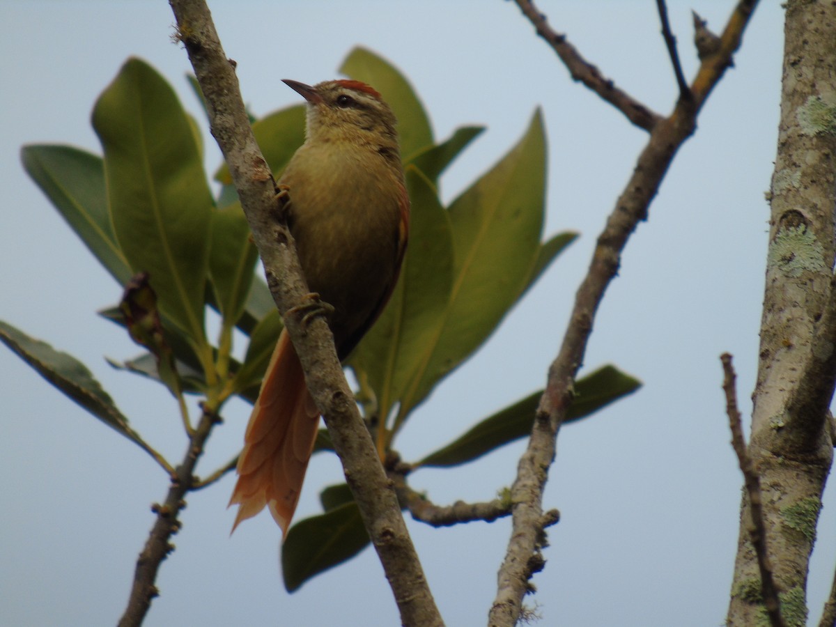 Pallid Spinetail - ML212197791