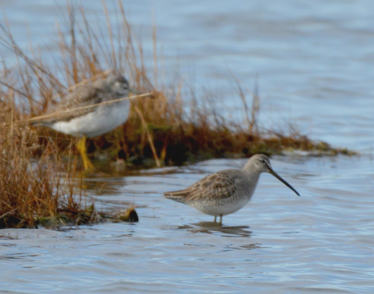 Long-billed Dowitcher - ML21219911