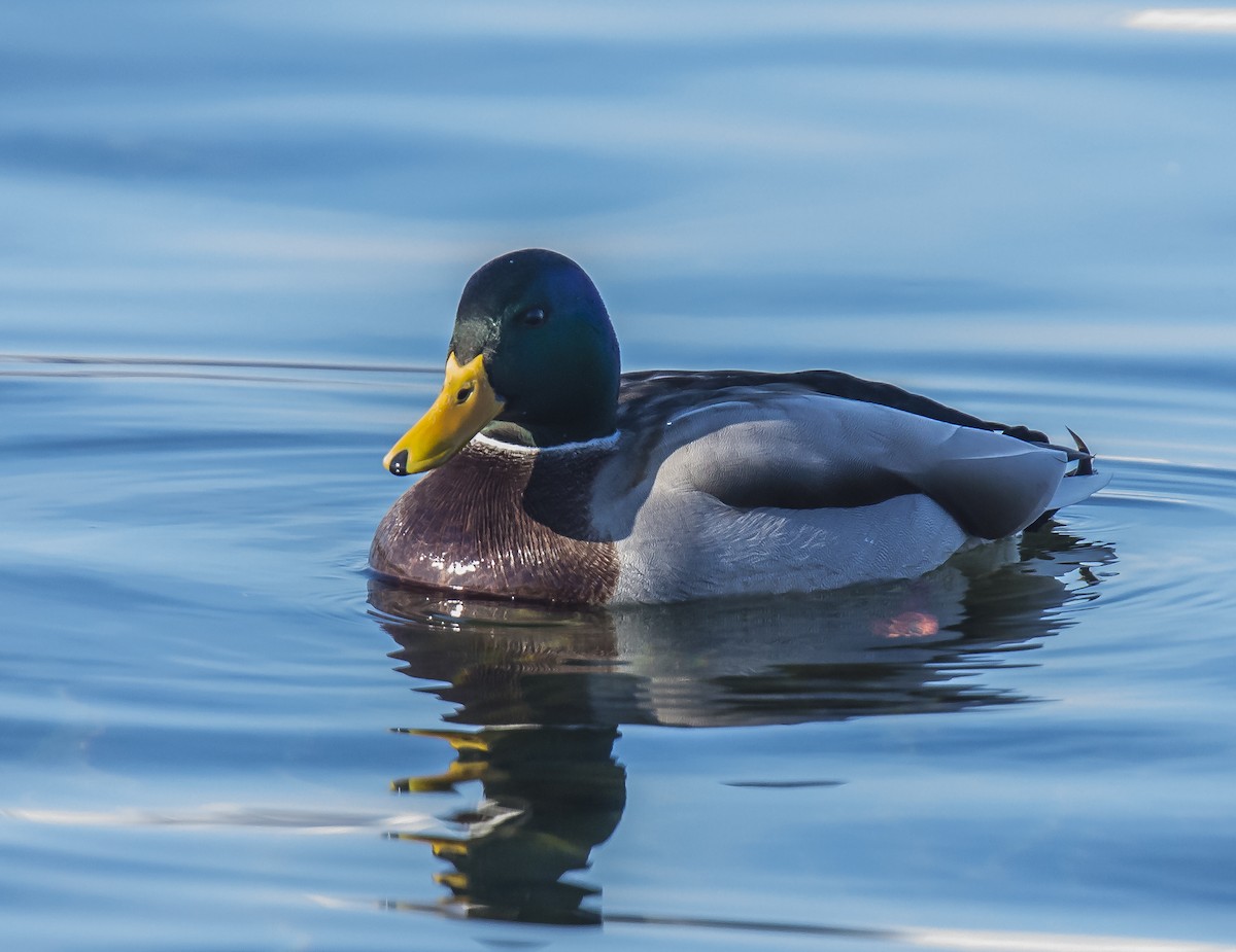 Canard colvert - ML212201331