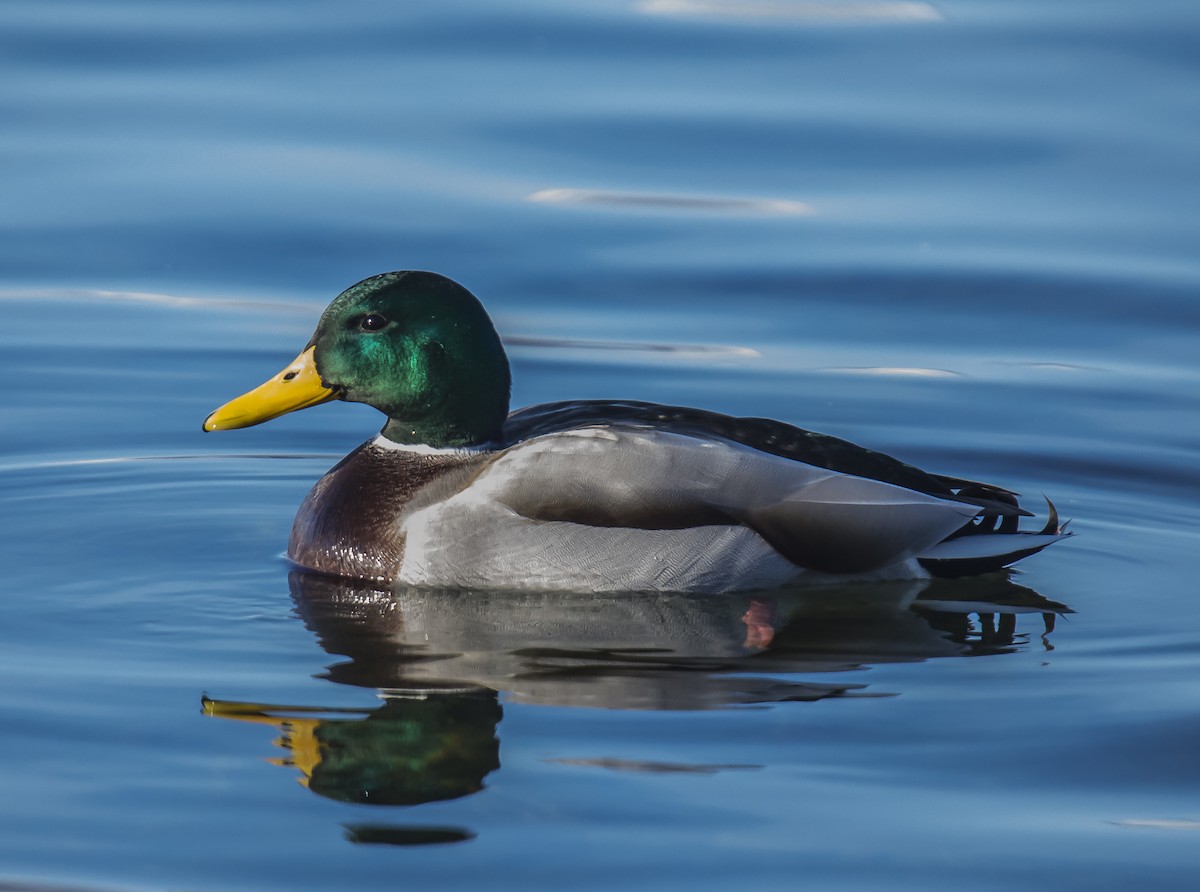 Mallard - ML212201371