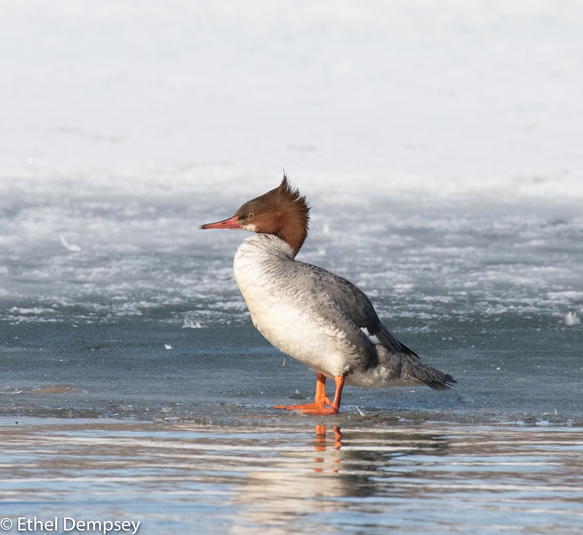 Common Merganser - Ethel Dempsey