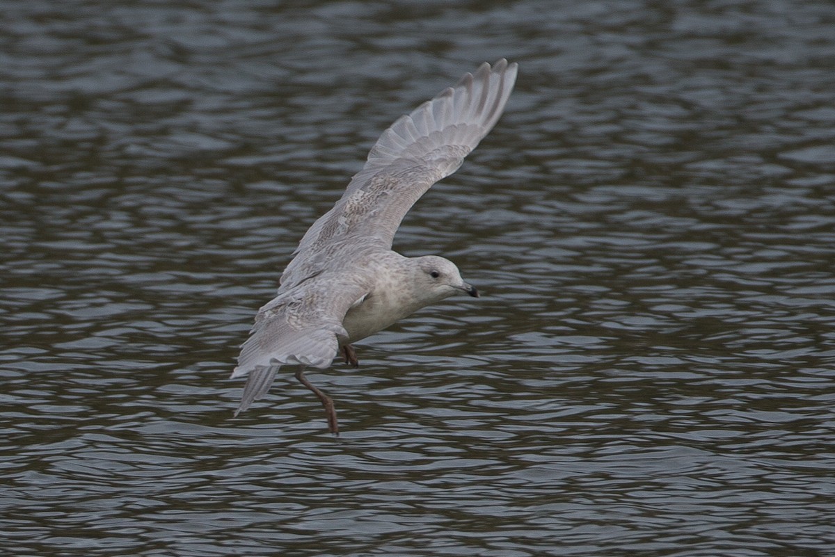 Iceland Gull (kumlieni) - ML21220241