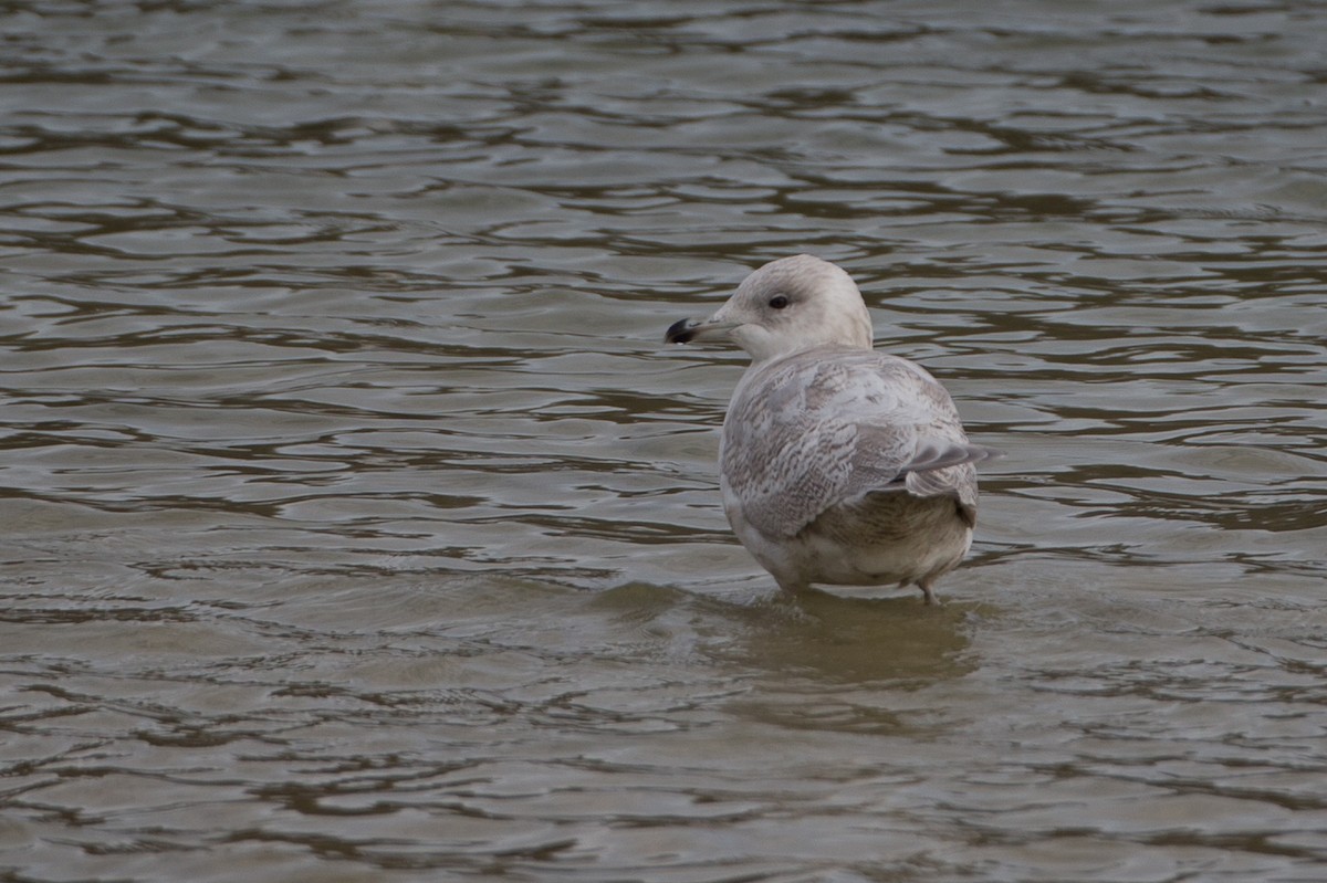 Iceland Gull (kumlieni) - ML21220251