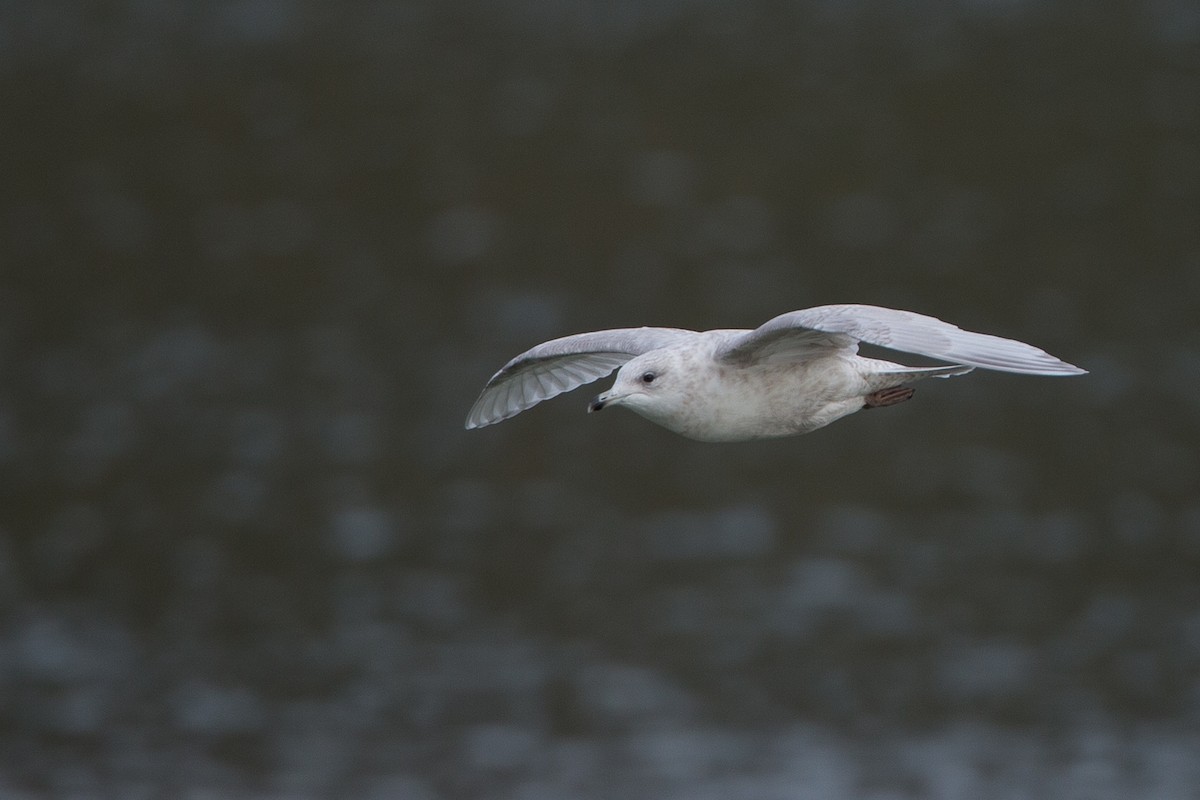 Iceland Gull (kumlieni) - ML21220261