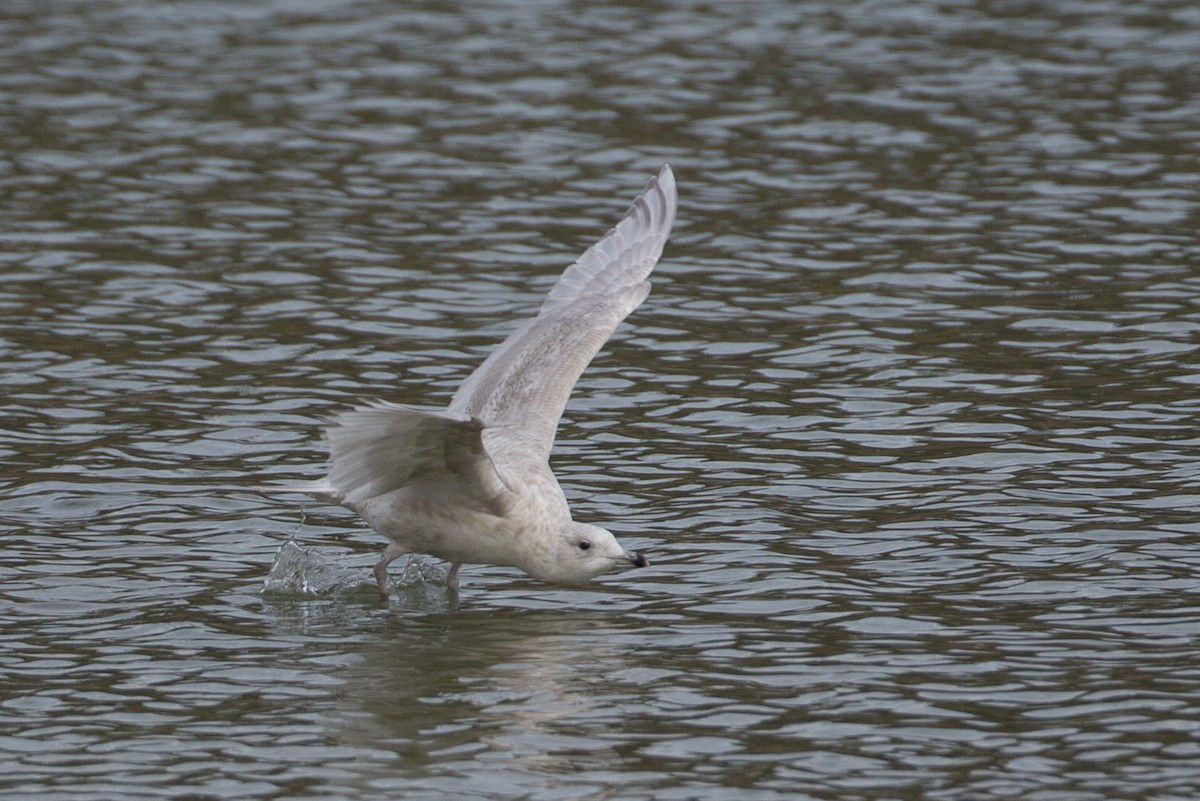 Iceland Gull (kumlieni) - ML21220271