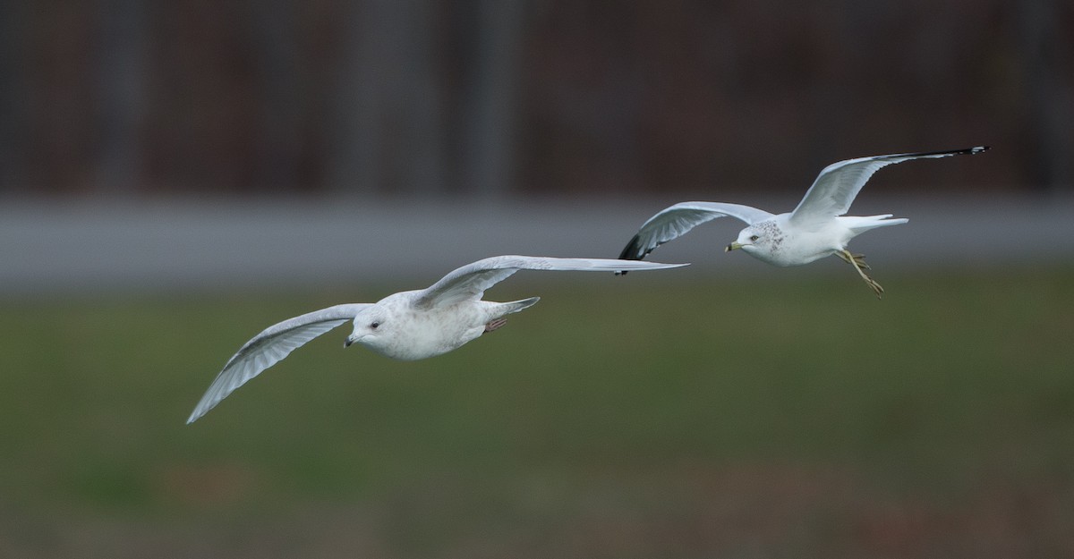 Iceland Gull (kumlieni) - ML21220281