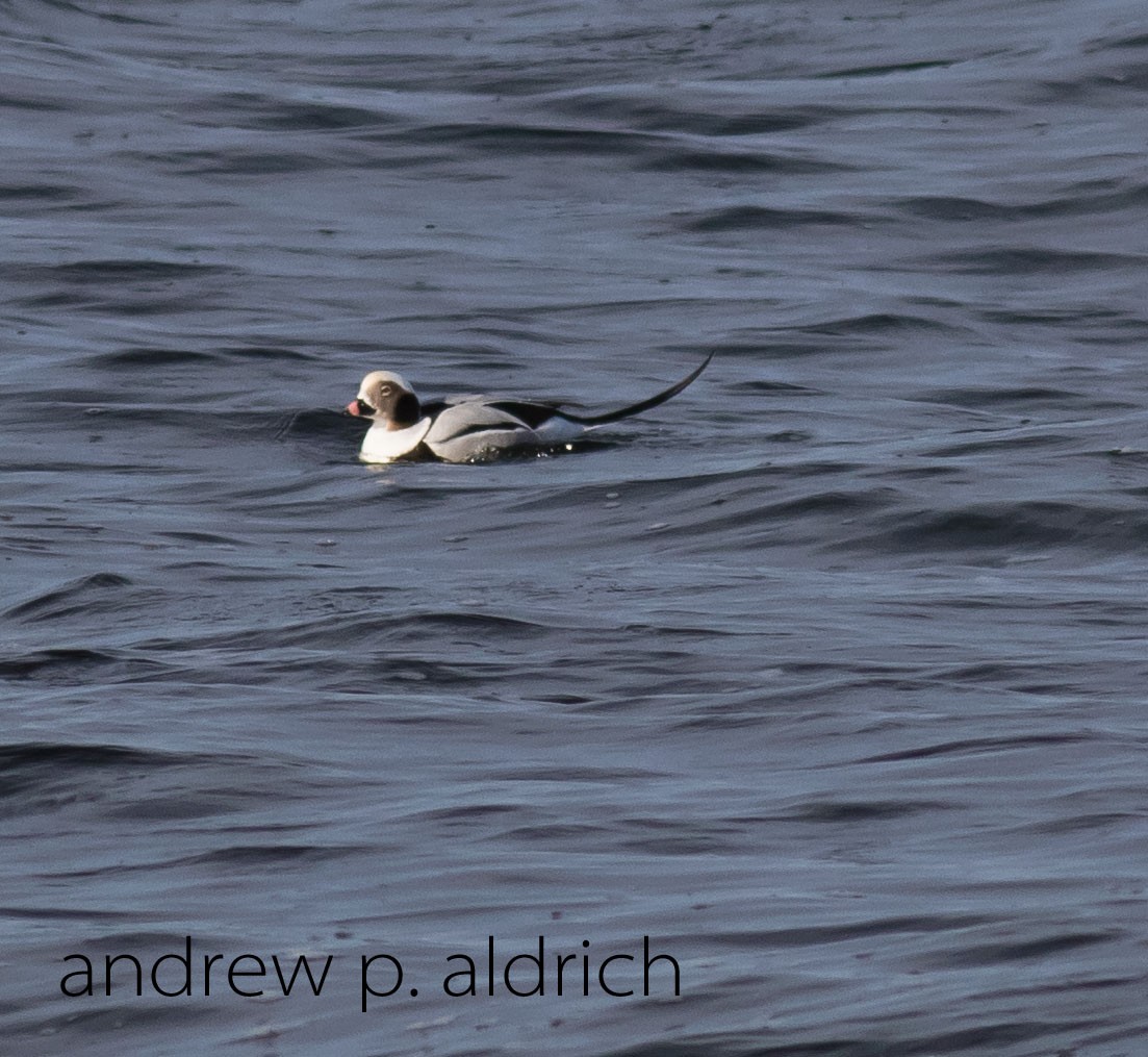 Long-tailed Duck - andrew aldrich