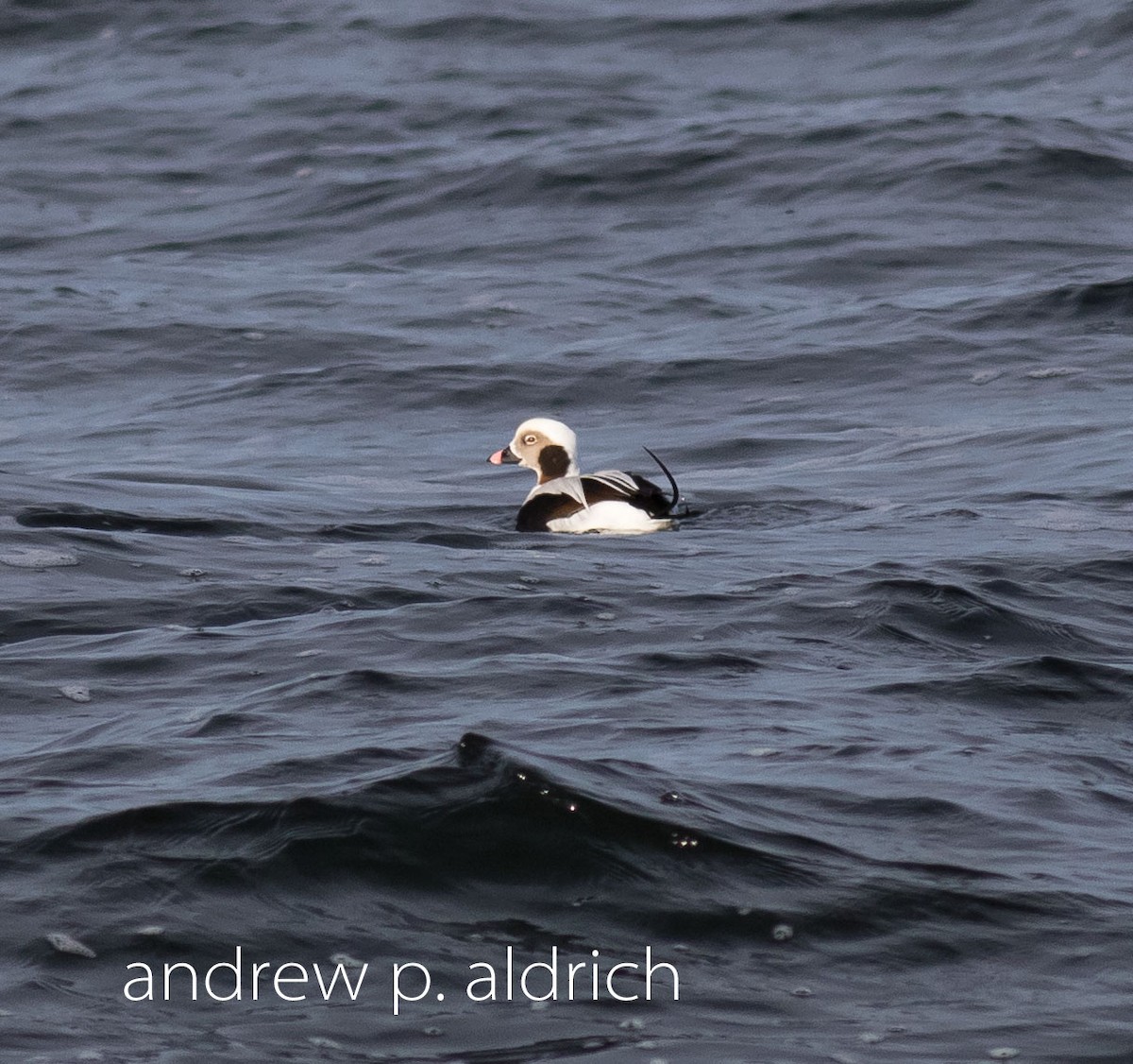 Long-tailed Duck - andrew aldrich