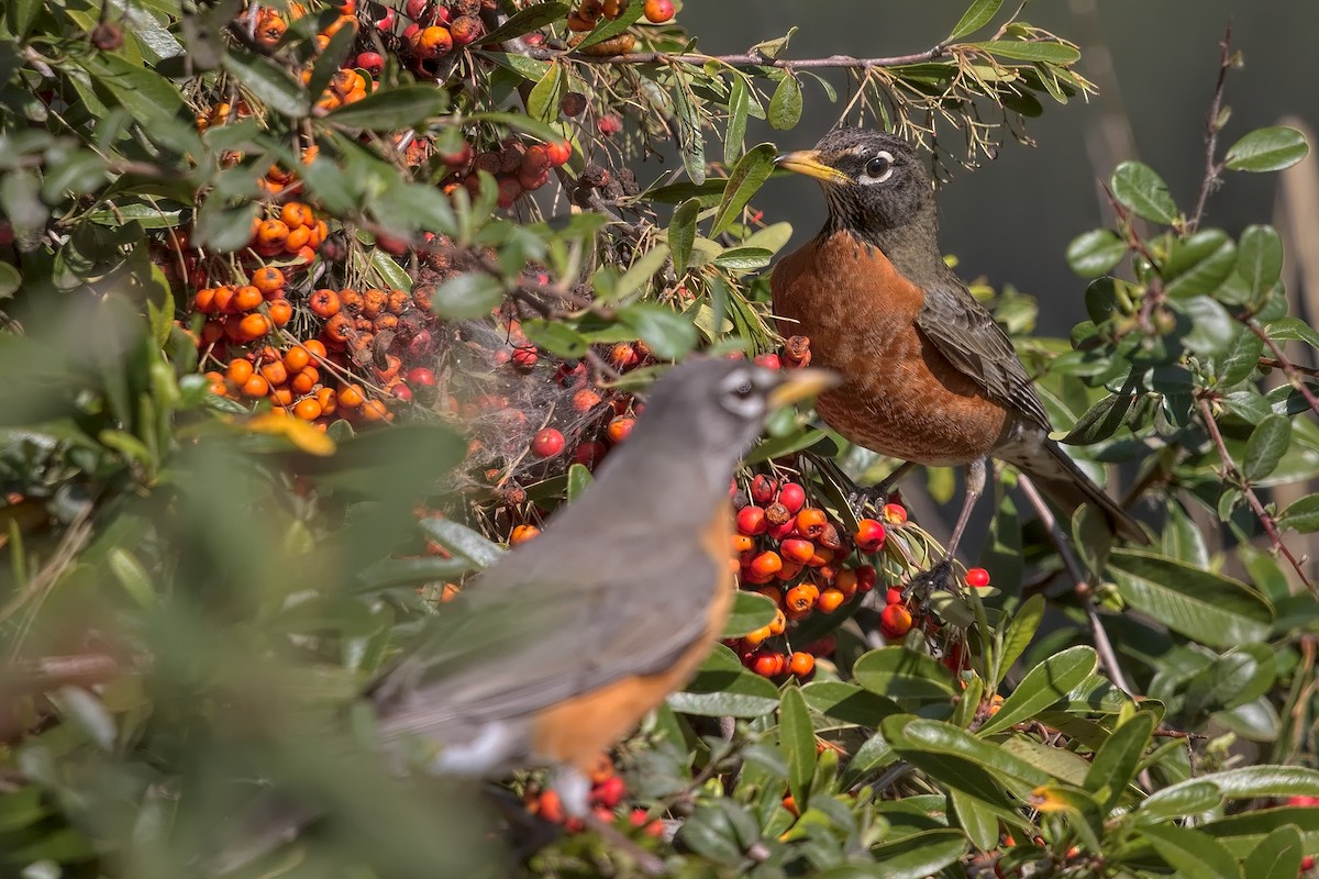 American Robin - ML212203591