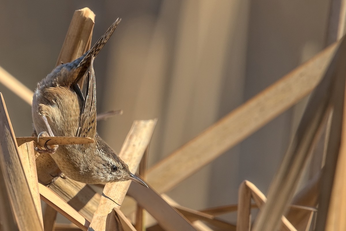 Marsh Wren - DigiBirdTrek CA