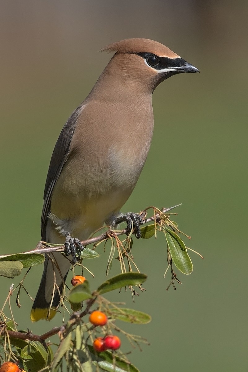 Cedar Waxwing - ML212203971