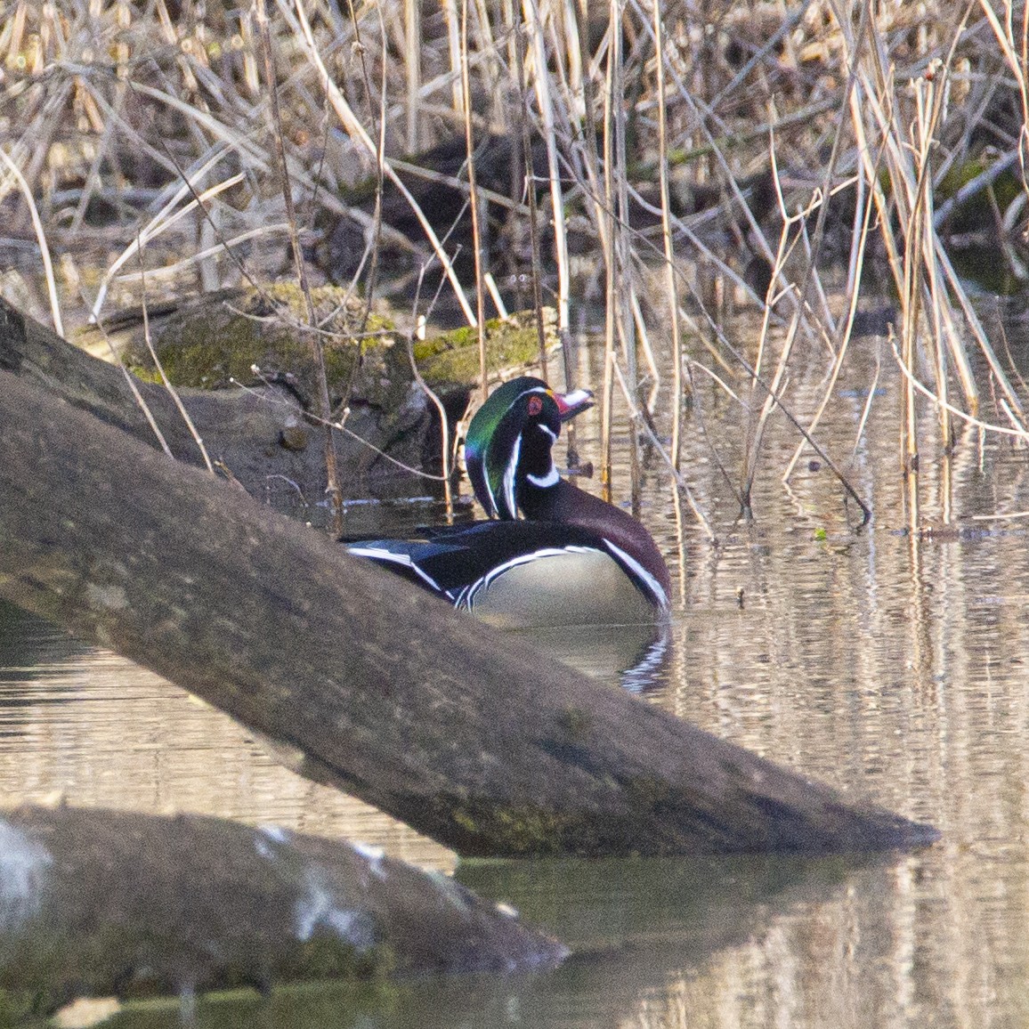 Wood Duck - ML212204041