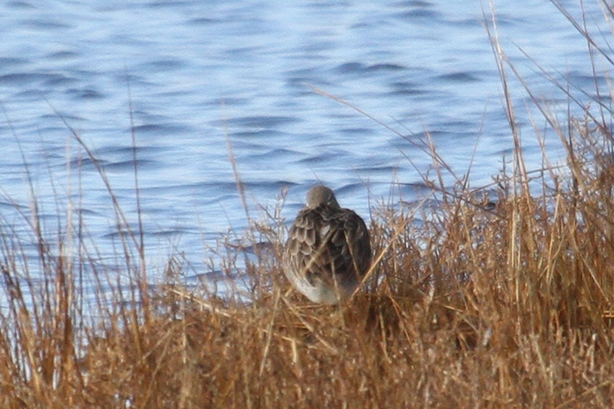 langnebbekkasinsnipe - ML21220581