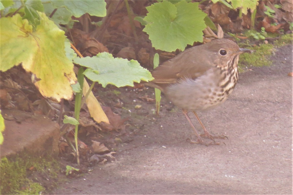 Hermit Thrush - ML212206621