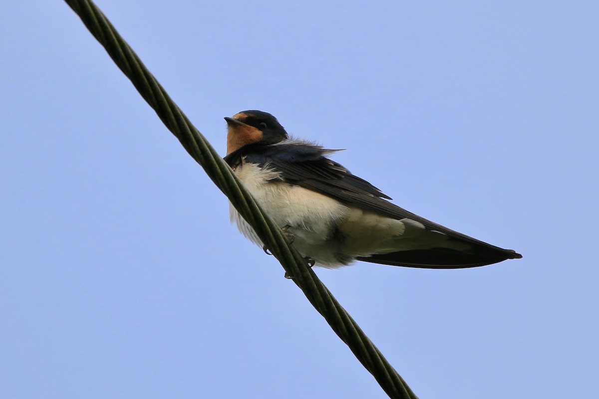 Barn Swallow - John King