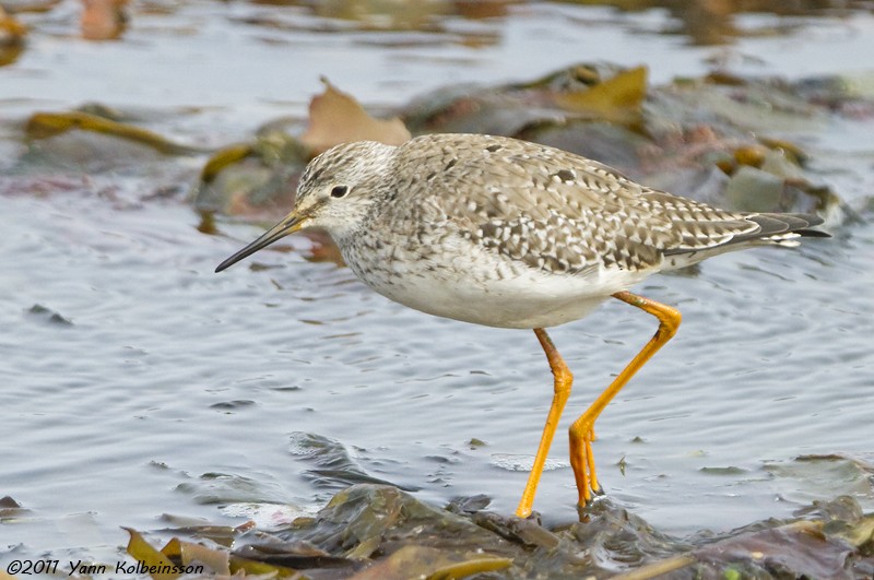 Lesser Yellowlegs - ML212209501