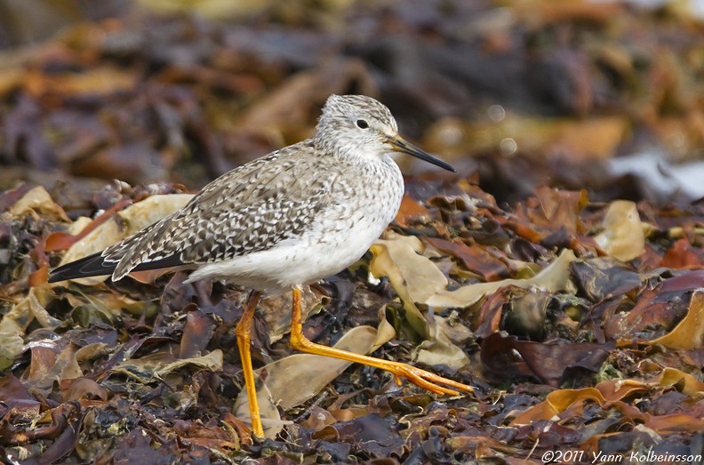 Lesser Yellowlegs - ML212209521