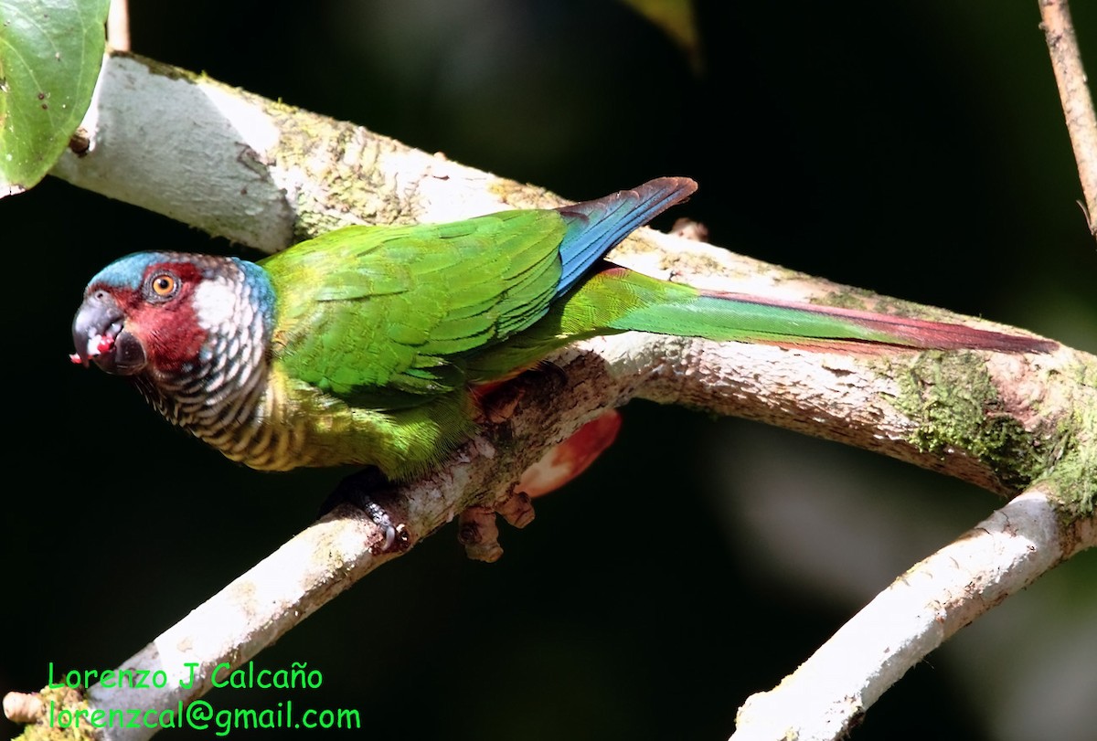 Conure versicolore - ML212211201