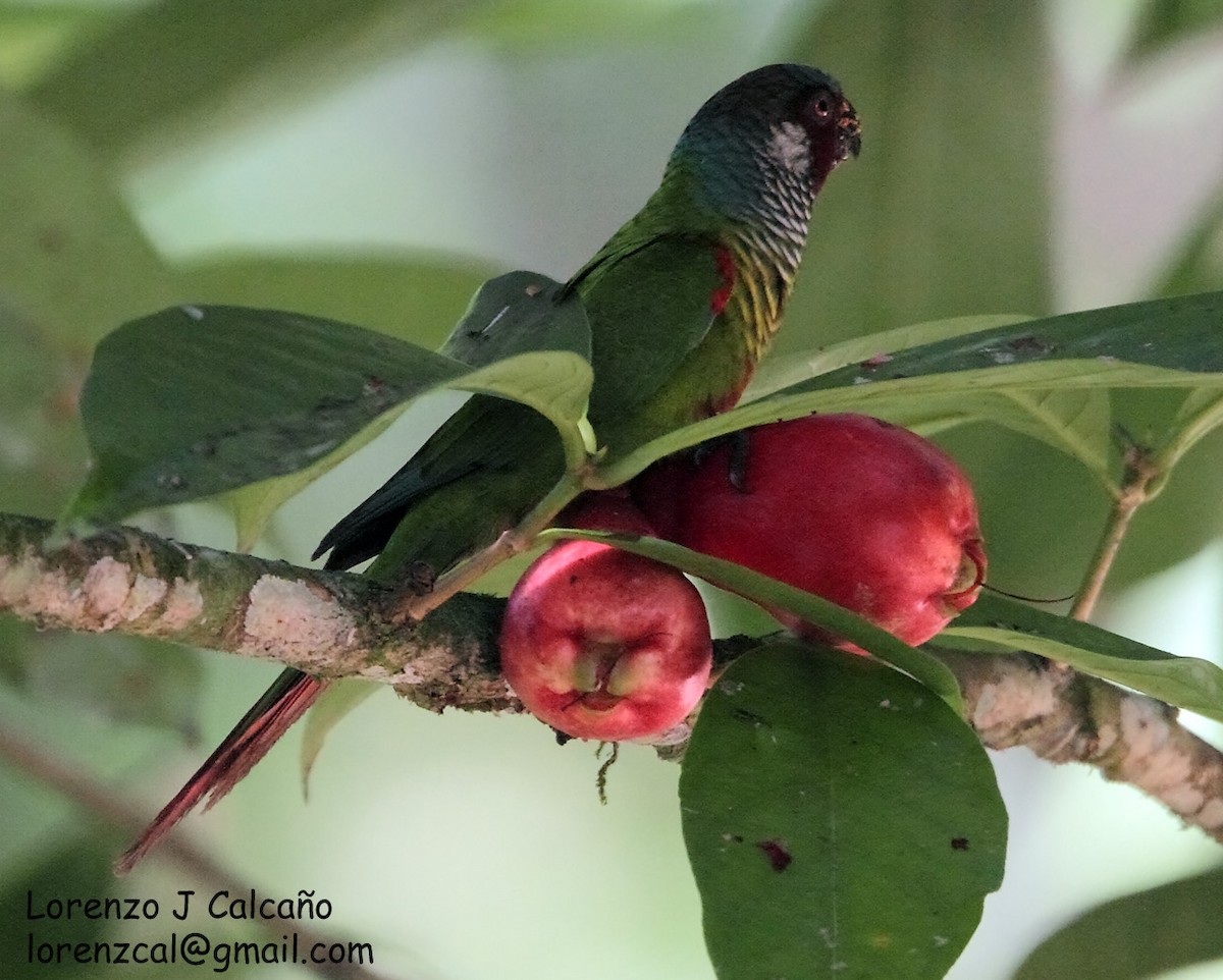 Painted Parakeet - ML212211261