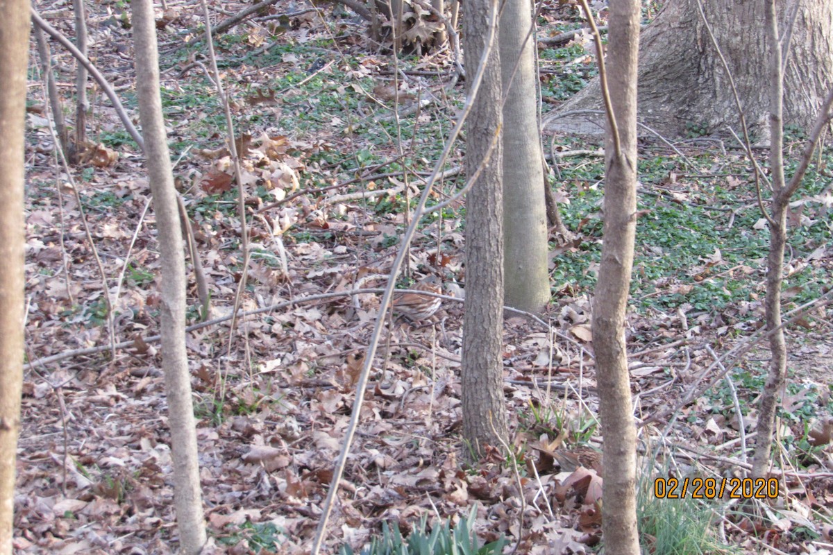 Fox Sparrow (Red) - ML212211431