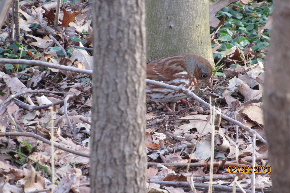Fox Sparrow (Red) - ML212211441