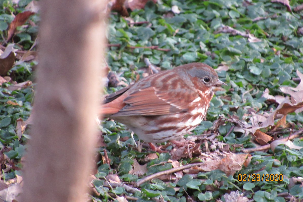 Fox Sparrow (Red) - ML212211451