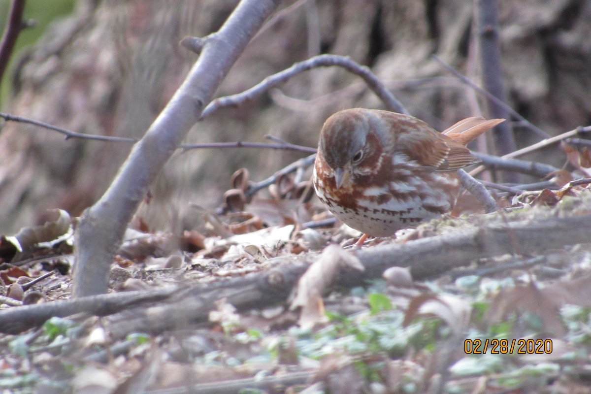 Fox Sparrow (Red) - ML212211481