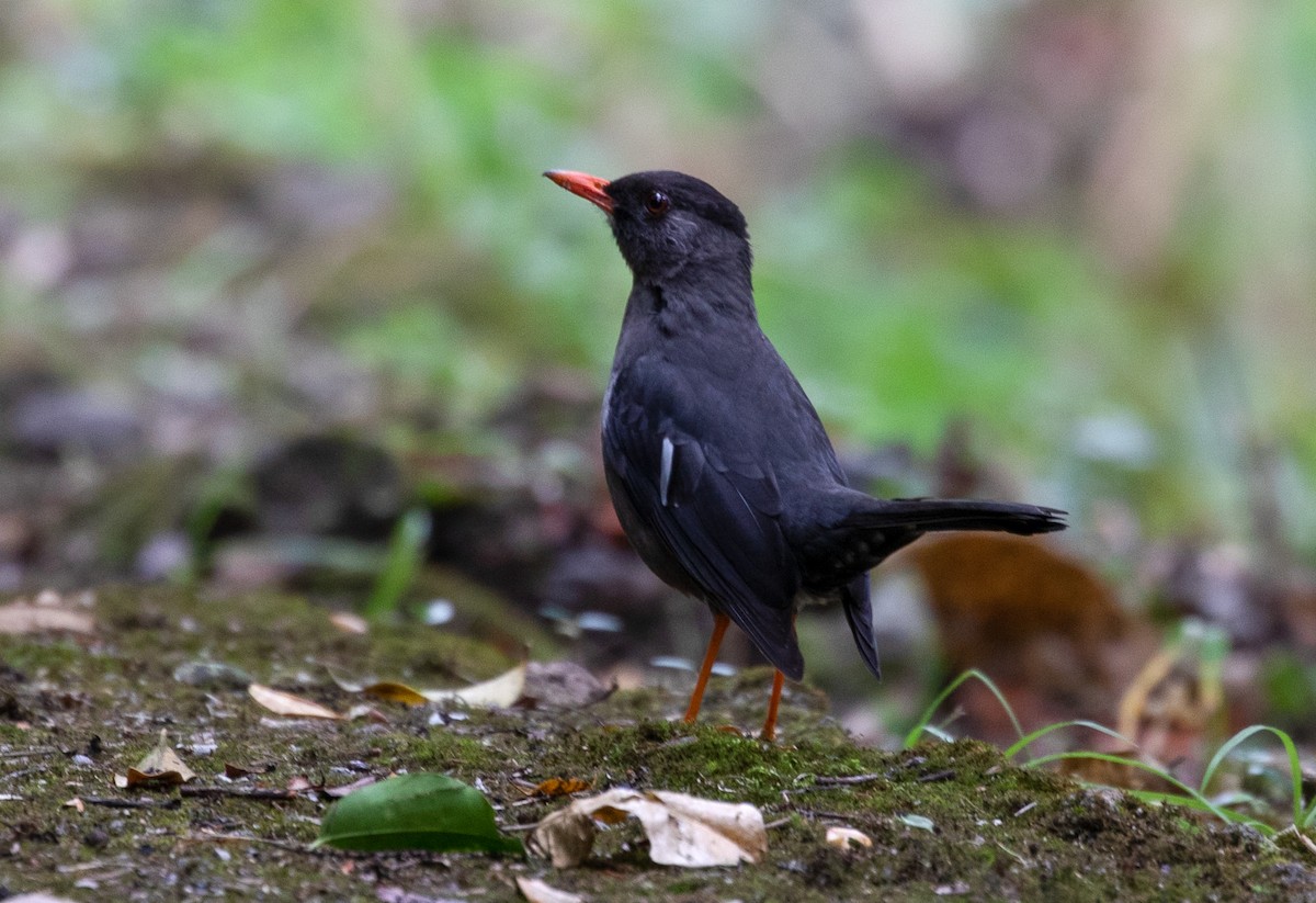 White-chinned Thrush - ML212212611