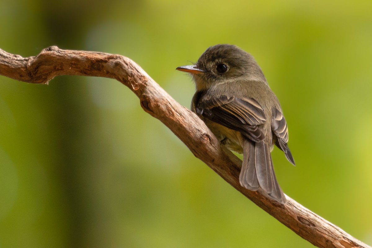 Jamaican Pewee - ML212212671