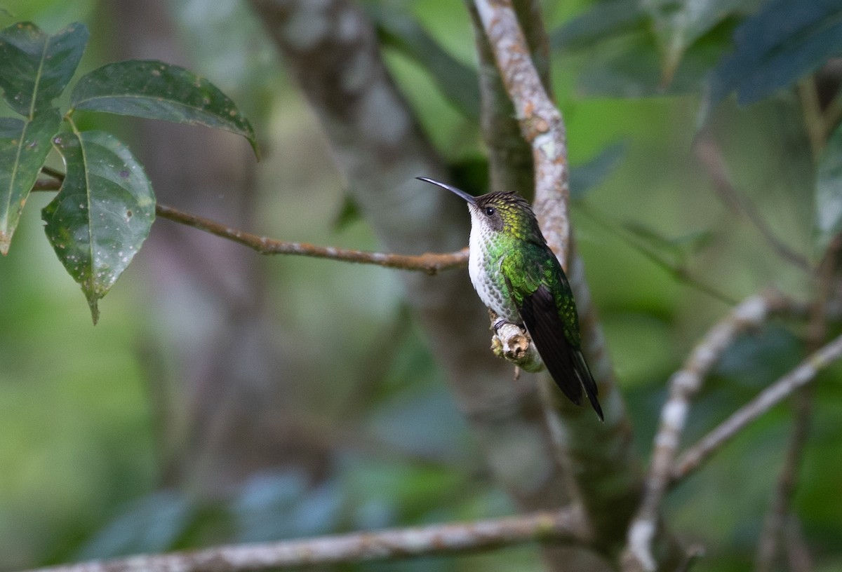 Colibri à tête noire - ML212212691