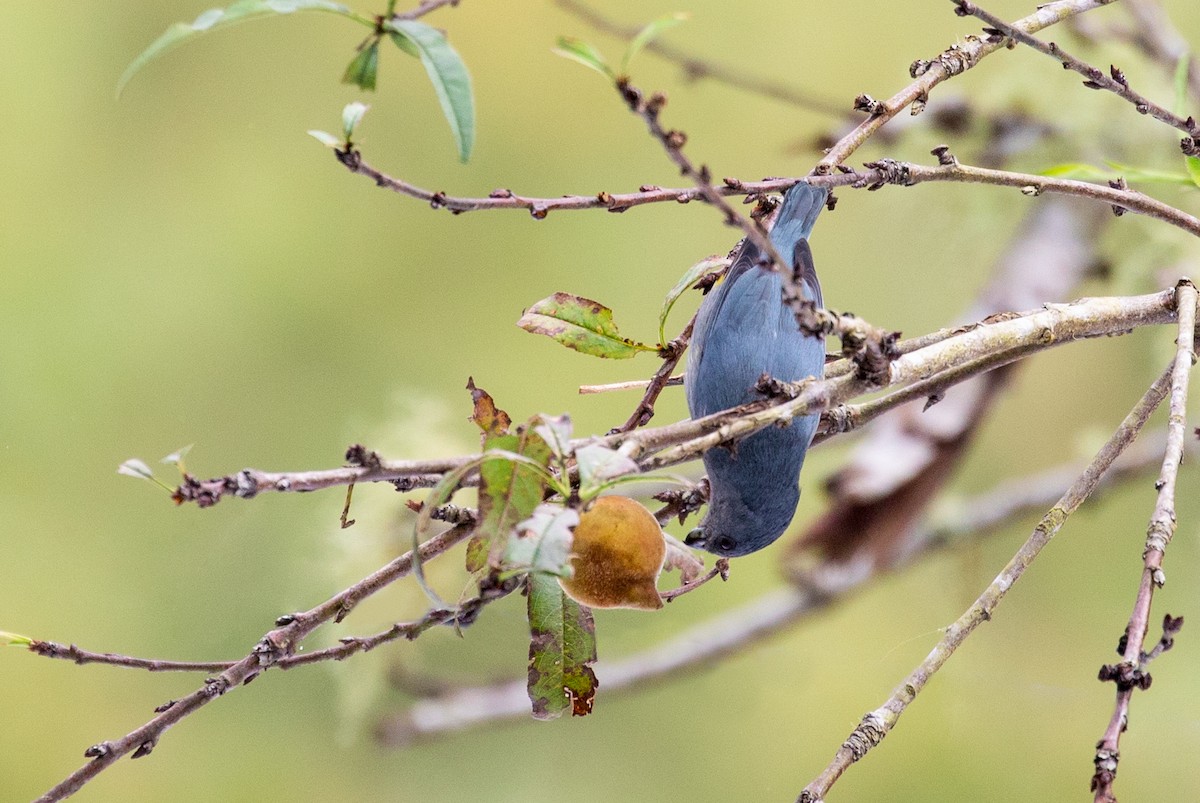 Jamaican Euphonia - ML212212791