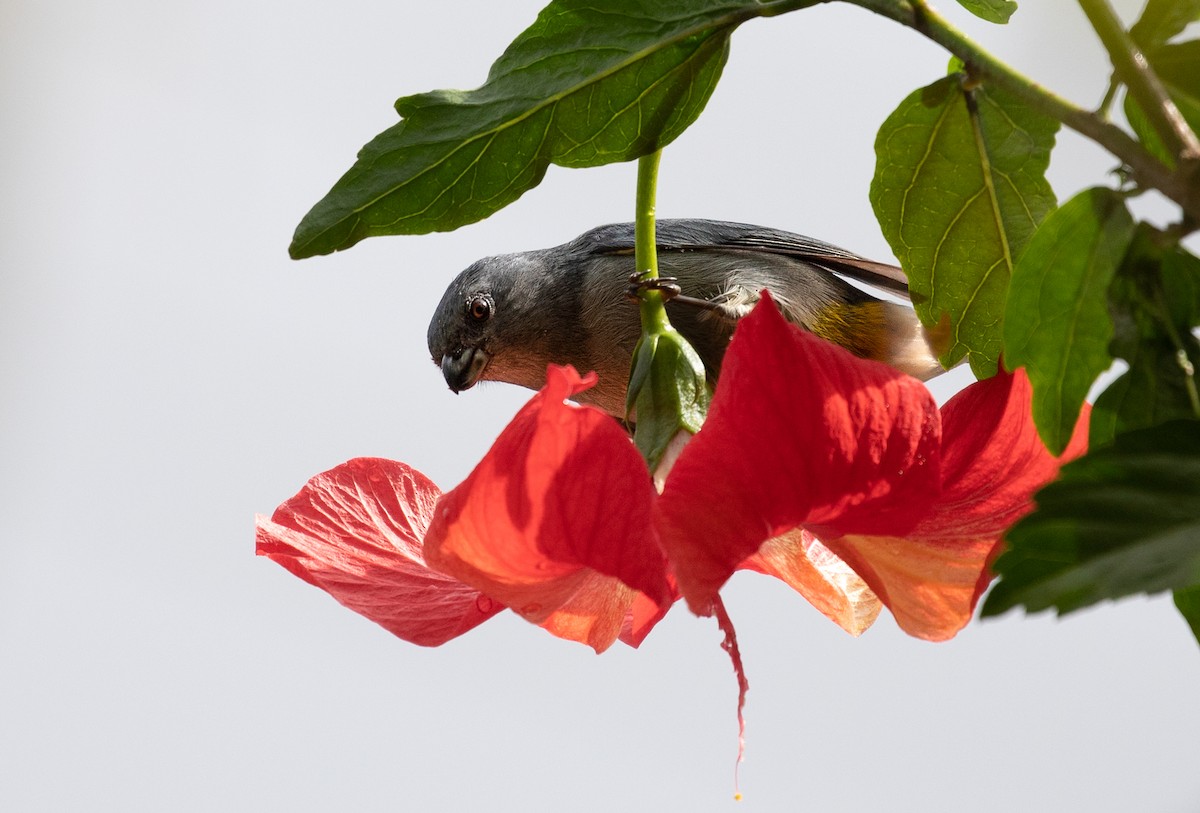 Jamaican Euphonia - ML212212801