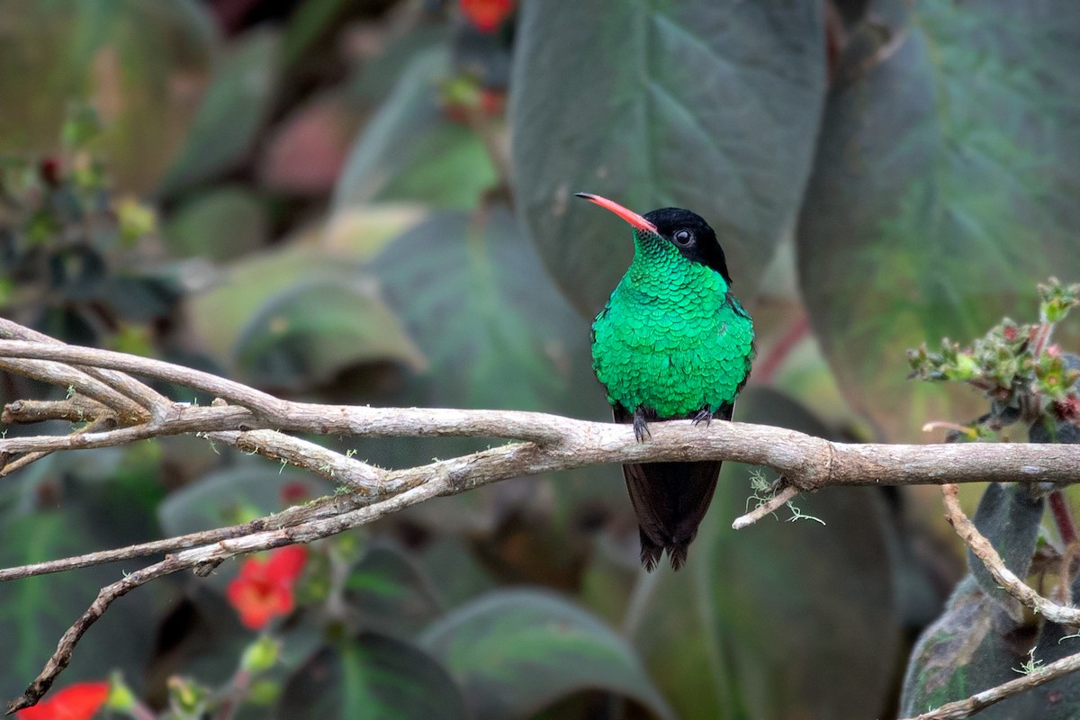 kolibřík červenozobý - ML212212971